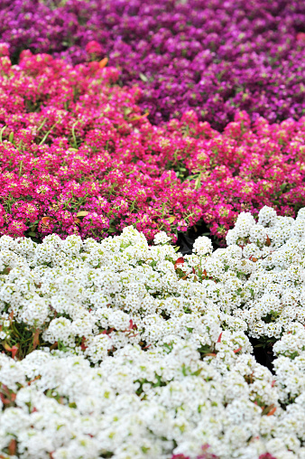 picture of a group of Alyssum flower