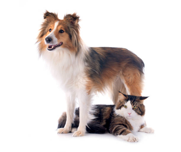 istock shetland dog ans maine coon cat 2112209112