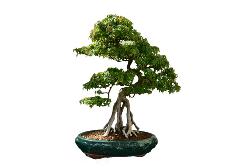 Beautifully sculpted buttonwood bonsai tree artistically trimmed and shaped.