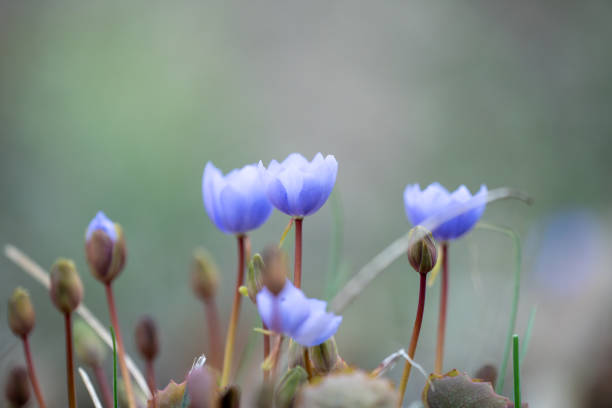 Wildflowers seen on March 24, 2024 at Gwangneung Arboretum. In spring, if you look closely among the dry grasses, small flowers bloom.