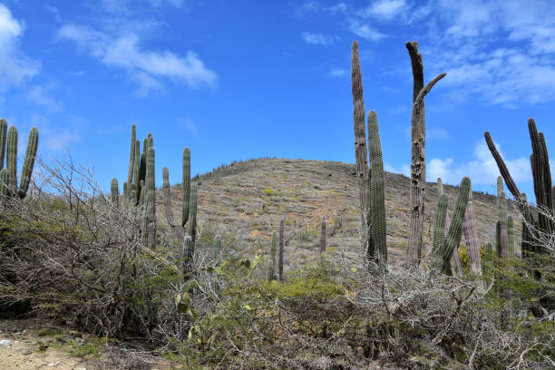 Cactus across the scenic desert landscape in beautiful Aruba.
