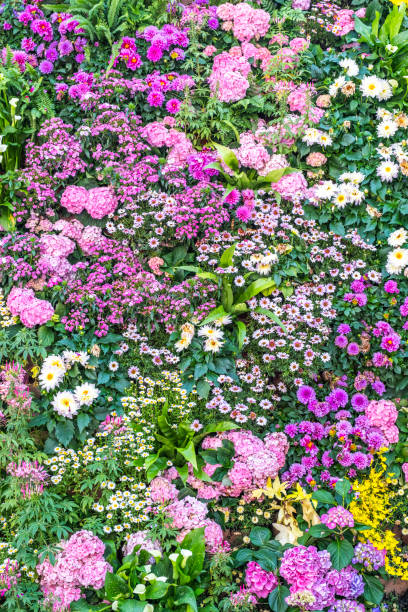 istock Colorful flowers 2112226274