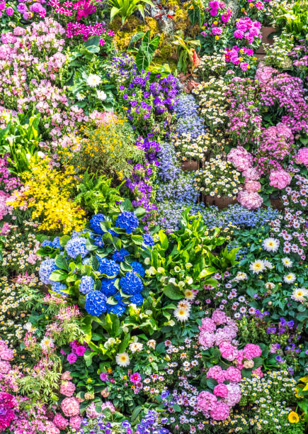 istock Colorful flowers 2112226282