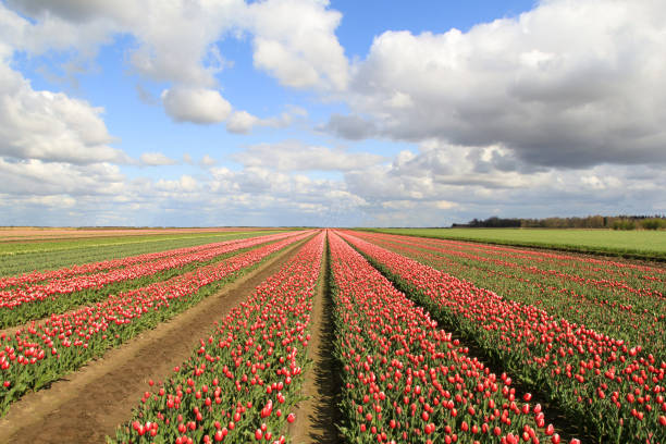a beautiful landscape in the dutch countryside of a bulb field with long rows of red tulips and a blue sky with white clouds in springtime