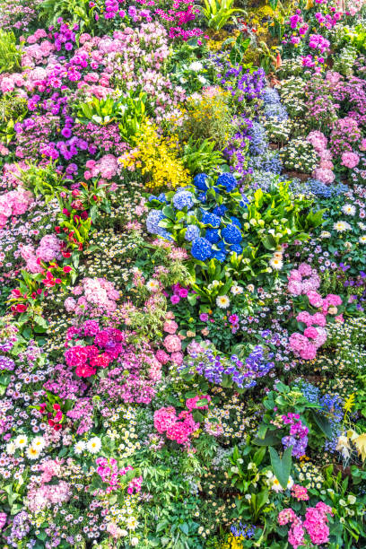 istock Colorful flowers 2112229005