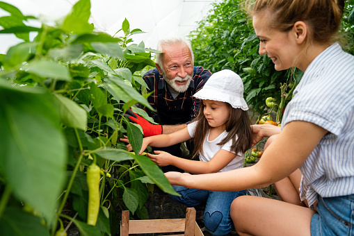 A happy family, three generations working together on an organic farm in a greenhouse to grow fresh healthy food