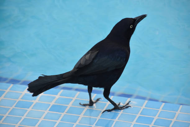 Terrific capture of a common grackle standing by the waters edge.