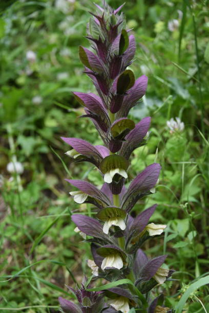 Wild flowers in March
