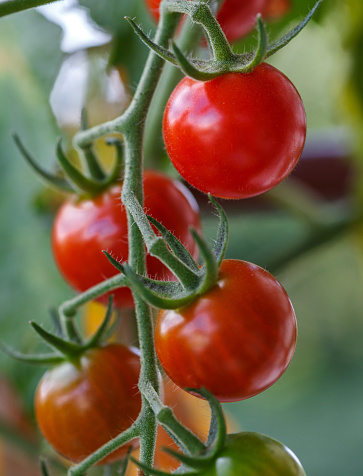 A branch of red natural cherry tomatoes on a branch. Ripe tomatoes growing in a greenhouse. Tomato bunch.