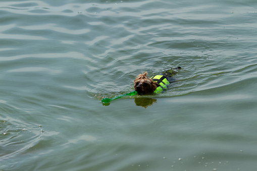 A Yorkshire Terrier dog in a life jacket swims with a toy in its mouth