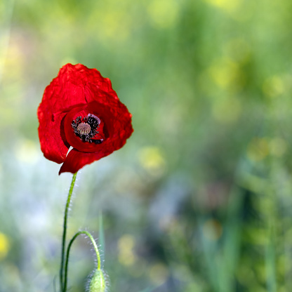 Red poppy in a spring meadow on a sunny day
