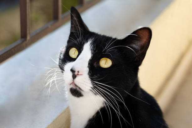 A cat on a balcony