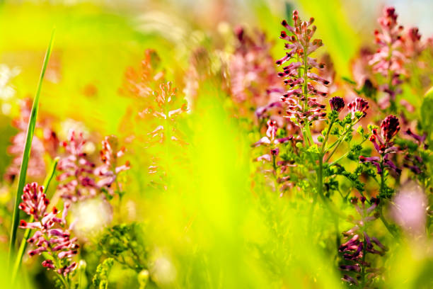 seashore pink blooming in spring at sunset