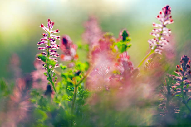 seashore pink blooming in spring at sunset