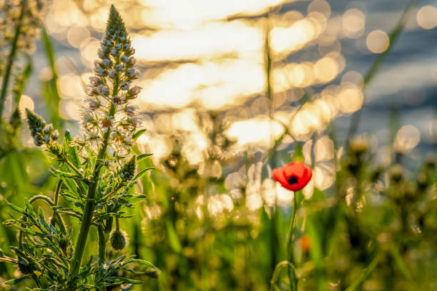 The seashore blooming in spring at sunset
