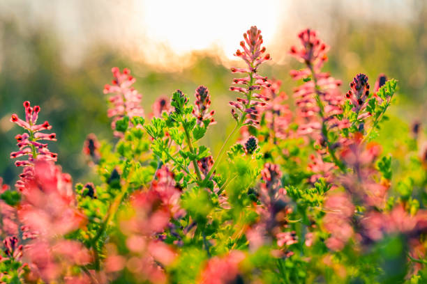seashore blooming in spring at sunset