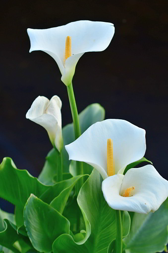 Calla lily, which is native to the marshes of South Africa, is very elegant plant, but it is not really a lily at all, but a member of Araceae family. The extraordinary funnel or trumpet shaped flowers grow on tall thick stems and have a yellow spadix emerging from their center. Thanks to hybrid, calla lily can be found in many different colors such as white, pink, red, orange, yellow, purple and cream. The calla lily is popular as wedding bouquets as it is a symbol of purity and beauty.