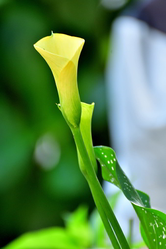 Calla lily, which is native to the marshes of South Africa, is very elegant plant, but it is not really a lily at all, but a member of Araceae family. The extraordinary funnel or trumpet shaped flowers grow on tall thick stems and have a yellow spadix emerging from their center. Thanks to hybrid, calla lily can be found in many different colors such as white, pink, red, orange, yellow, purple and cream. The calla lily is popular as wedding bouquets as it is a symbol of purity and beauty.