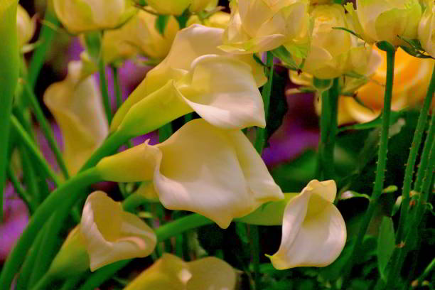 каллы: изящные цветы изящной формы - funnel shaped стоковые фото и изображения