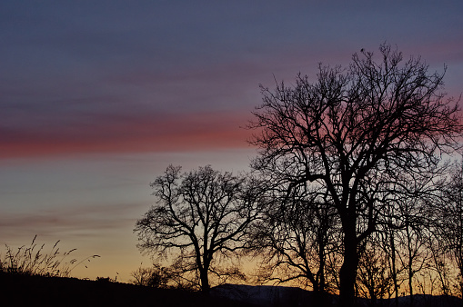 Silhouette of sunset branches