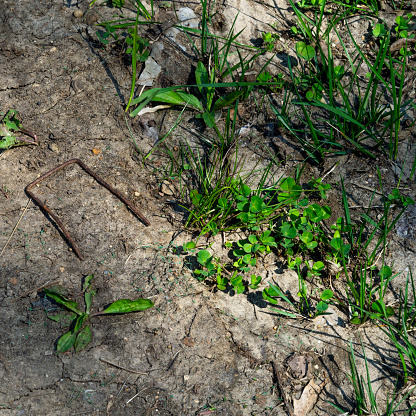 A rusted metal landscape staple lies among springtime grass and clover.