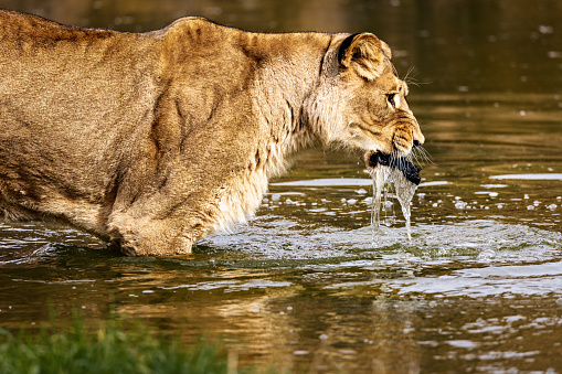A closeup of a lion getting into a pond in a savannah