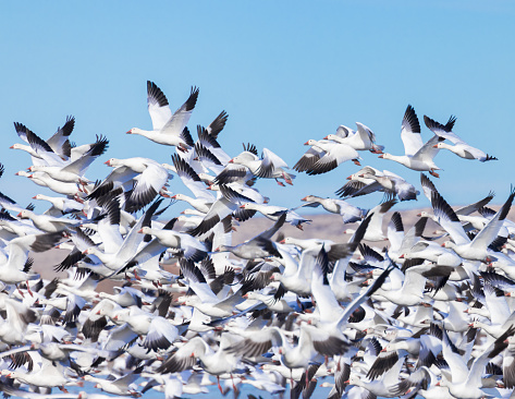 A flock of Snow Geese takes flight.