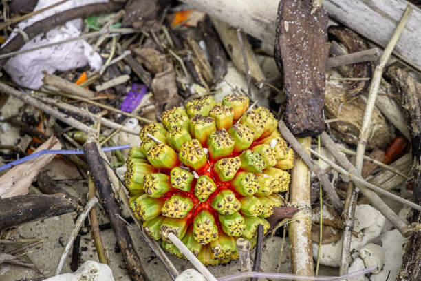 Nipah fruit (Nypa fruticans) is often found along the coast. the contents of the fruit can be eaten. Many trees are found in the forests of Southeast Asian countries