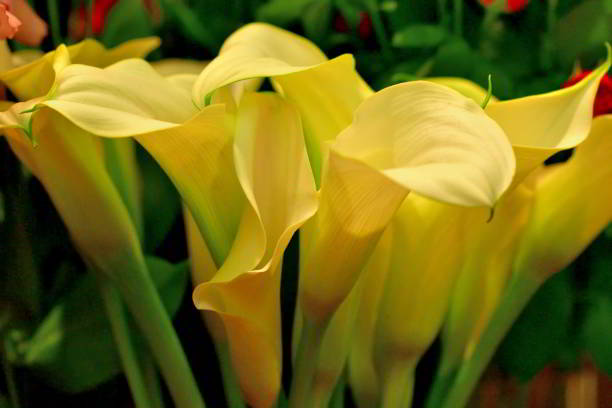 Calla lily, which is native to the marshes of South Africa, is very elegant plant, but it is not really a lily at all, but a member of Araceae family. The extraordinary funnel or trumpet shaped flowers grow on tall thick stems and have a yellow spadix emerging from their center. Thanks to hybrid, calla lily can be found in many different colors such as white, pink, red, orange, yellow, purple and cream. The calla lily is popular as wedding bouquets as it is a symbol of purity and beauty.