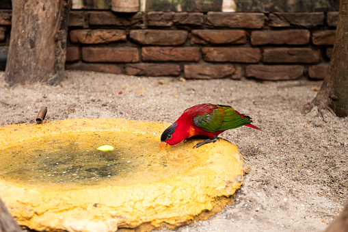 Vivid red lory bird drinking at a shallow water basin