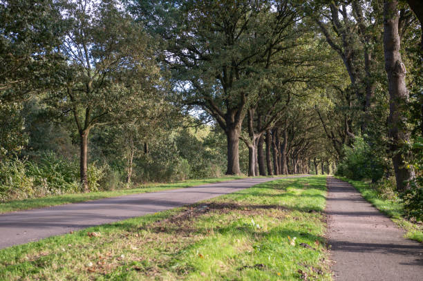istock Sunny Country Road Flanked by Oak Trees 2112330949