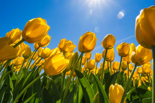 istock Tulip blossom in the Netherlands 2112340994