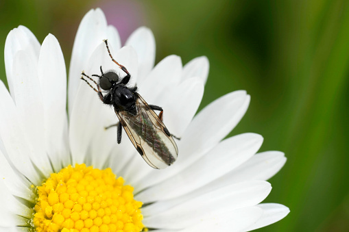Natural closeup on a small dark fly, Johann's Bibio johannis, with it's dark stigma on the wings
