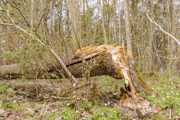 istock Broken tree after storm damage.one tree trunk broken by strong winds and fallen to the ground, in the forest.Spring day. 2112352879