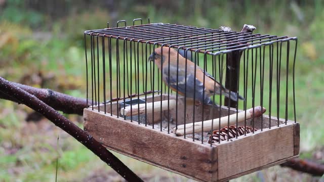 Fowler holds cage with crossbill