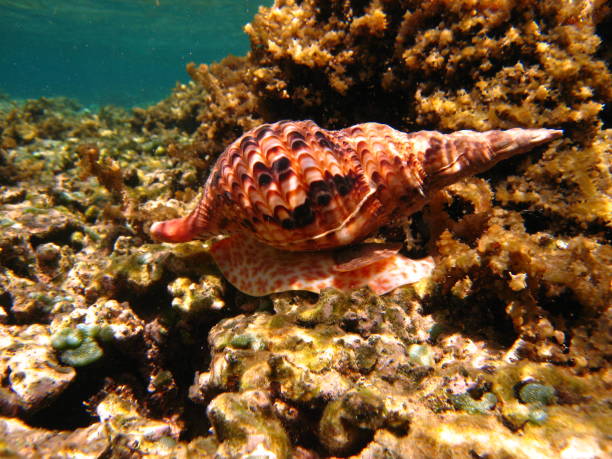 Kaneohe Bay shallow water