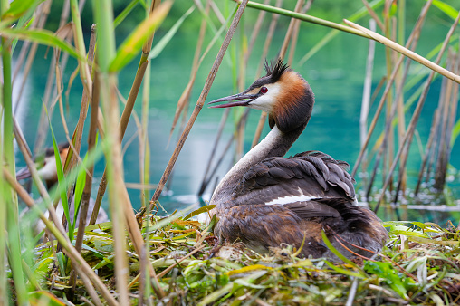 Great crested grebe at nest