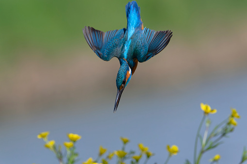 Kingfisher diving into the water to catch fish