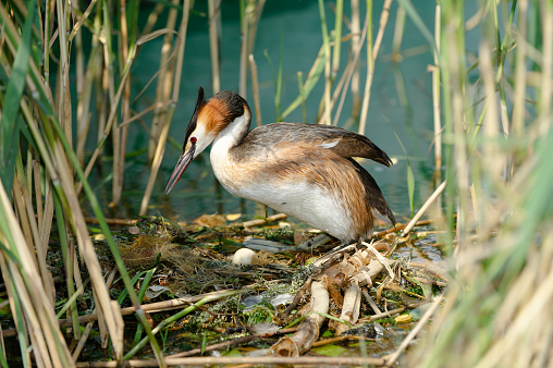 Great crested grebe at nest with eggs