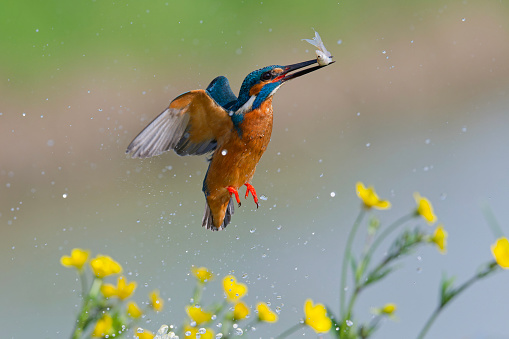 Kingfisher fishing