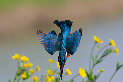 Kingfisher diving into the water to catch fish