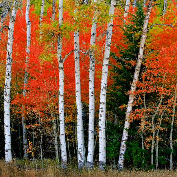 istock Aspen Birch Trees in Autumn Falls with White Trunks Foliage Forest 2112371292