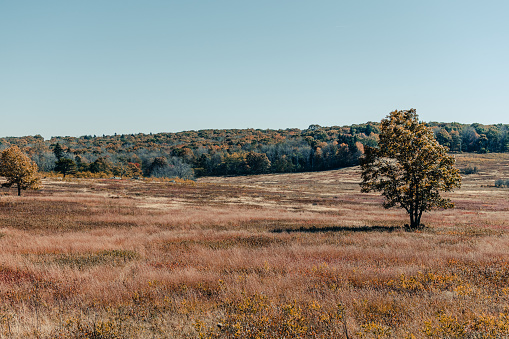 A single tree stands in Shenandoah National Park's Big Meadows
