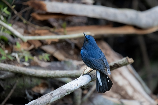 The white-tailed robin (Myiomela leucura) is an Old World flycatcher in the family Muscicapidae. It ranges across the northern regions of the Indian subcontinent and adjacent areas of Southeast Asia. It is found in Bangladesh, Bhutan, Cambodia, India, Laos, Malaysia, Myanmar, Nepal, Taiwan, Thailand, and Vietnam. Its natural habitats are subtropical or tropical moist lowland forest and subtropical or tropical moist montane forest. 白尾藍地鴝/白尾鴝/大雪山