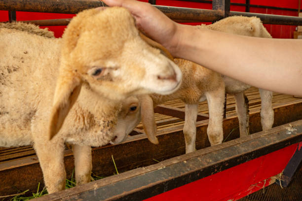 istock Petting animal groups sheep Ovis aries on the national farm 2112377818