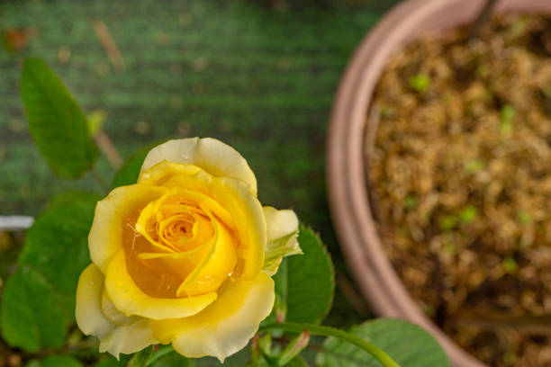 Big and gorgeous yellow rose growing in the garden