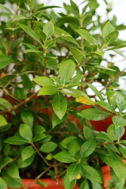 istock Gardenia jiasminoides Ellis 2112383893