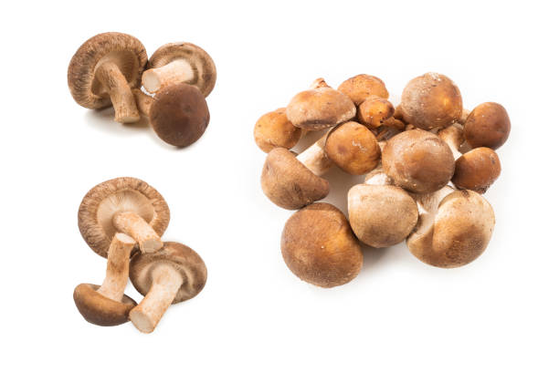 istock Shitake tasty mushroom isolated on white background. 2112385528