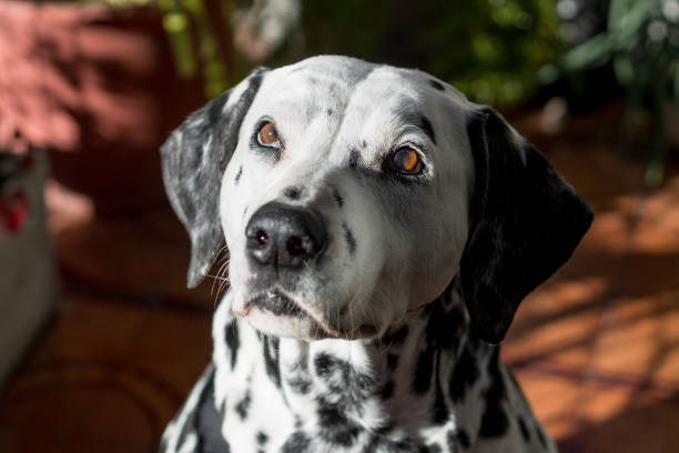 istock Dalmatian dog portrait with attentive look. 2112400160