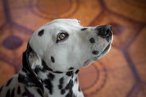 Dalmatian dog profile looking up. Close-up of a young white dog with black spots and a sweet look.